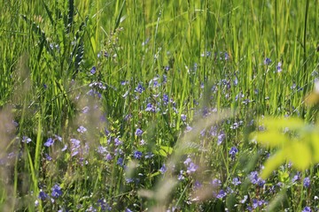grass and blue flowers