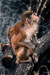 Japanese macaque female on the beam. Latin name - Macaca fuscata