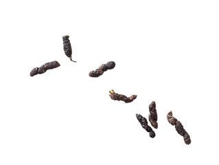 Mouse droppings, faeces, isolated on white background. Rodent infestation. - 279667381
