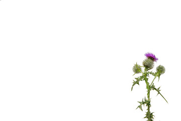 A small isolated Thistle with stem and leaves weighted to the right with room for copy text on the left