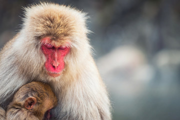 Snow monkey Macaque mother and baby