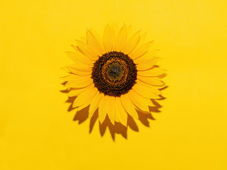 Sunflower flower, on yellow background with copyspace. Harsh light for hot effect.