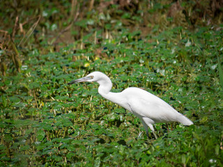 Fototapeta premium Juvenile Snowy egret fishing