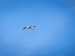 Woodstork bird
