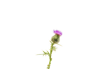 A small isolated Thistle with stem and leaves weighted to the centre of the frame with room for copy text on the left and the right