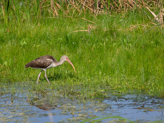 Juvenile white ibis fishing in water