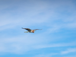 Beautiful Tricolored Heron in flight