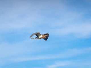 Beautiful Tricolored Heron in flight
