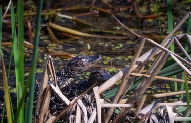 Cute Baby alligator on ground