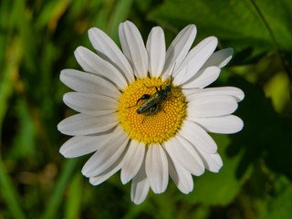 Thick legged flower beetle on a daisy on summer day in the UK