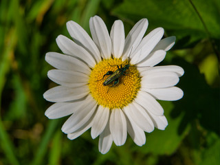 Fototapeta premium Thick legged flower beetle on a daisy on summer day in the UK