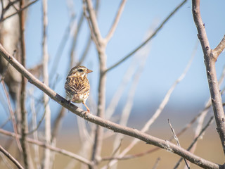 Cute little sparrow bird on a branch