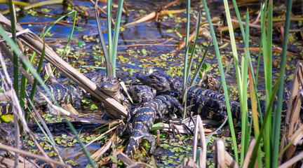 Cute Baby alligator on ground