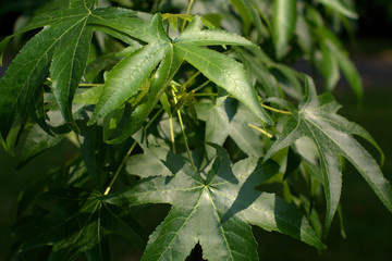 green leaves,summer,garden,flora,foliage,nature