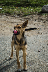 funny black and red dog sits on the Playground and very strongly pulls out his pink tongue to the nose