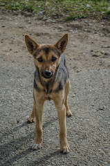 funny black and red dog stands on a gray road and looks straight ahead