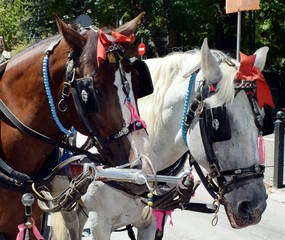 horses brown and white
