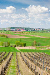 spring vineyard near Retz, Austria