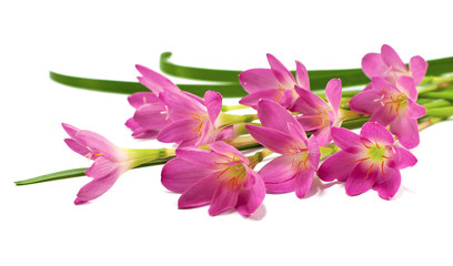 Beautiful pink flower, Rain Lilies flower isolated on white background