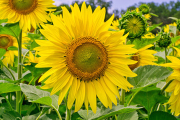 big blooming bright sunflower