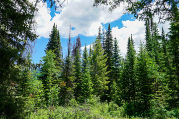 Forest in the mountains east of Salt Lake City, Utah