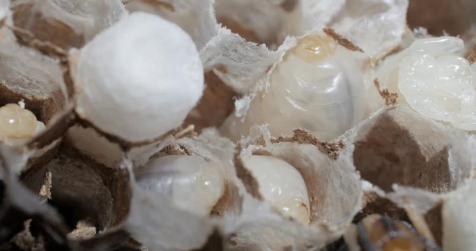 Larves de frelons en gros plan 