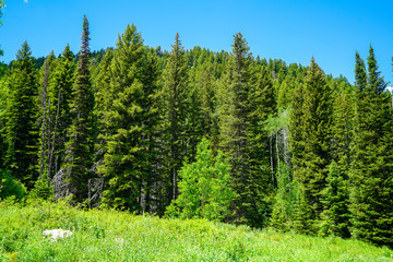 Fototapeta na wymiar Beautiful pine trees on the edge of a meadow in the mountains east of Salt Lake City, Utah