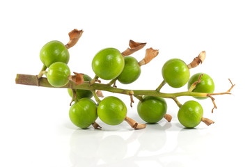 Gelangal seed isolated on white background