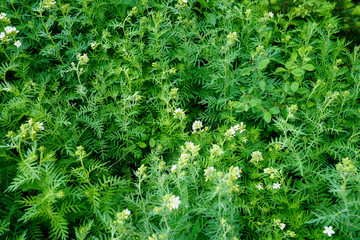 Foliage background in the mountains east of Salt Lake City, Utah
