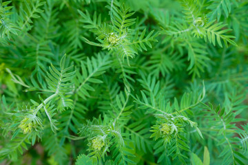 Ferns closeup in the mountains east of Salt Lake City, Utah