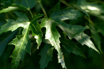 green leaves of a tree,summer, fresh, flora, garden, detail,foliage, 