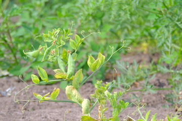 peas in the garden