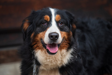 adorable big bernese mountain dog