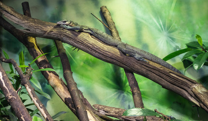 The peach-throated monitor (Varanus jobiensis).