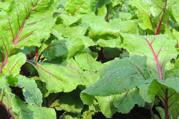 garden bed of beet