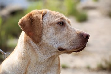 portrait of dog