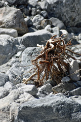 Roots from Dead Tree