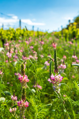 Obraz premium floral spacing in organic vineyard, Moravia, Czech Republic