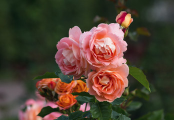 In summer, the garden bloomed beautiful roses