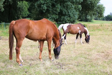 brown horse and foal