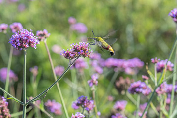 An hummingbird hawk-moth (Macroglossum stellatarum) feeding nectar from the verbena flower field..