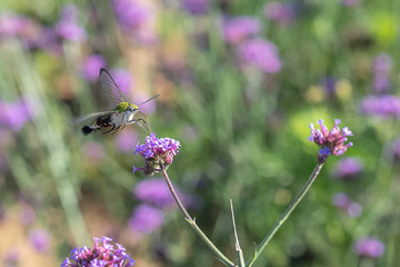 An hummingbird hawk-moth (Macroglossum stellatarum) feeding nectar from the verbena flower field..