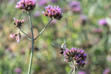 An hummingbird hawk-moth (Macroglossum stellatarum) feeding nectar from the verbena flower field..
