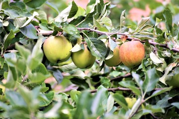 ripe apples on a tree