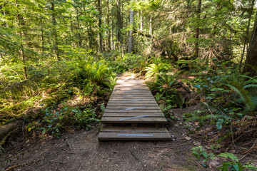 Obraz premium wooden pathway in the middle of the forest with sunlight hitting on the surface through dense foliage