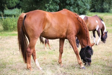 Naklejka na ściany i meble brown horse and foal