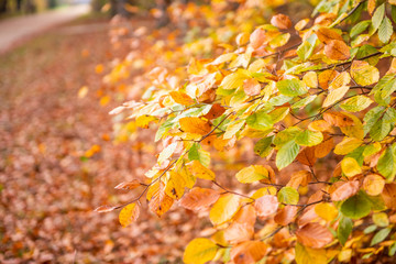 Beautiful view of forest at autumn