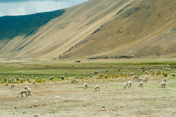 Llama herd in savannah landscape. Llama family view. Lama animals © IBRESTER