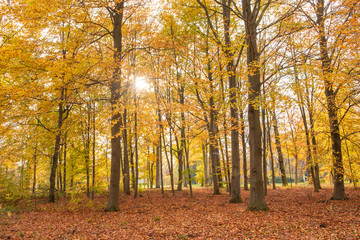 Beautiful view of forest at autumn