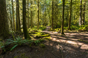 sun hit the forest ground through dense trees